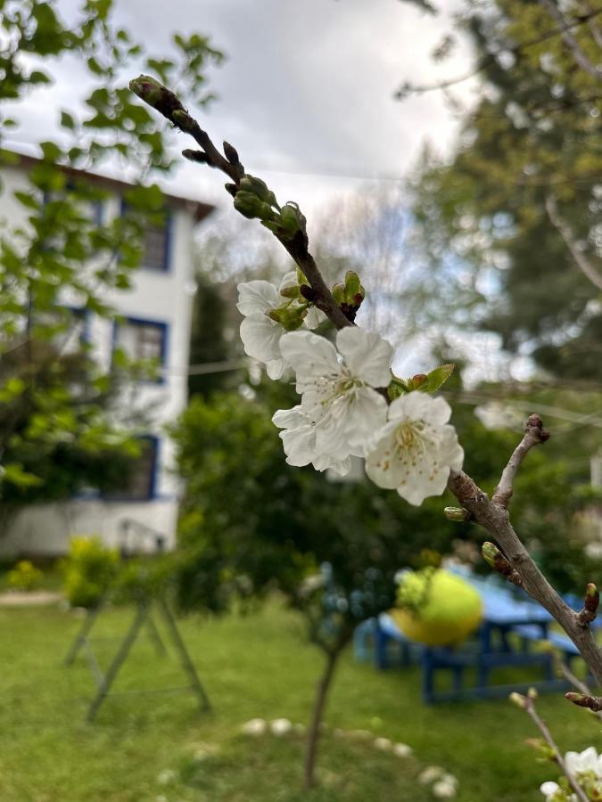Sakliderebutikotel Edremit  Exteriör bild